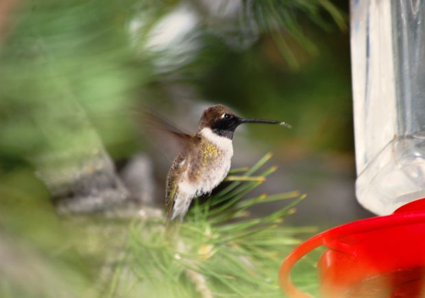 Birds